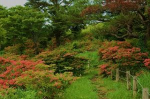 DSC_5158◎ヤマツツジ