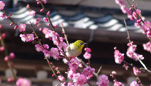 2月2日（月）～3月15日（日）四万十街道ひなまつり　in　四万十町志和