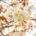 公益財団法人になりました。