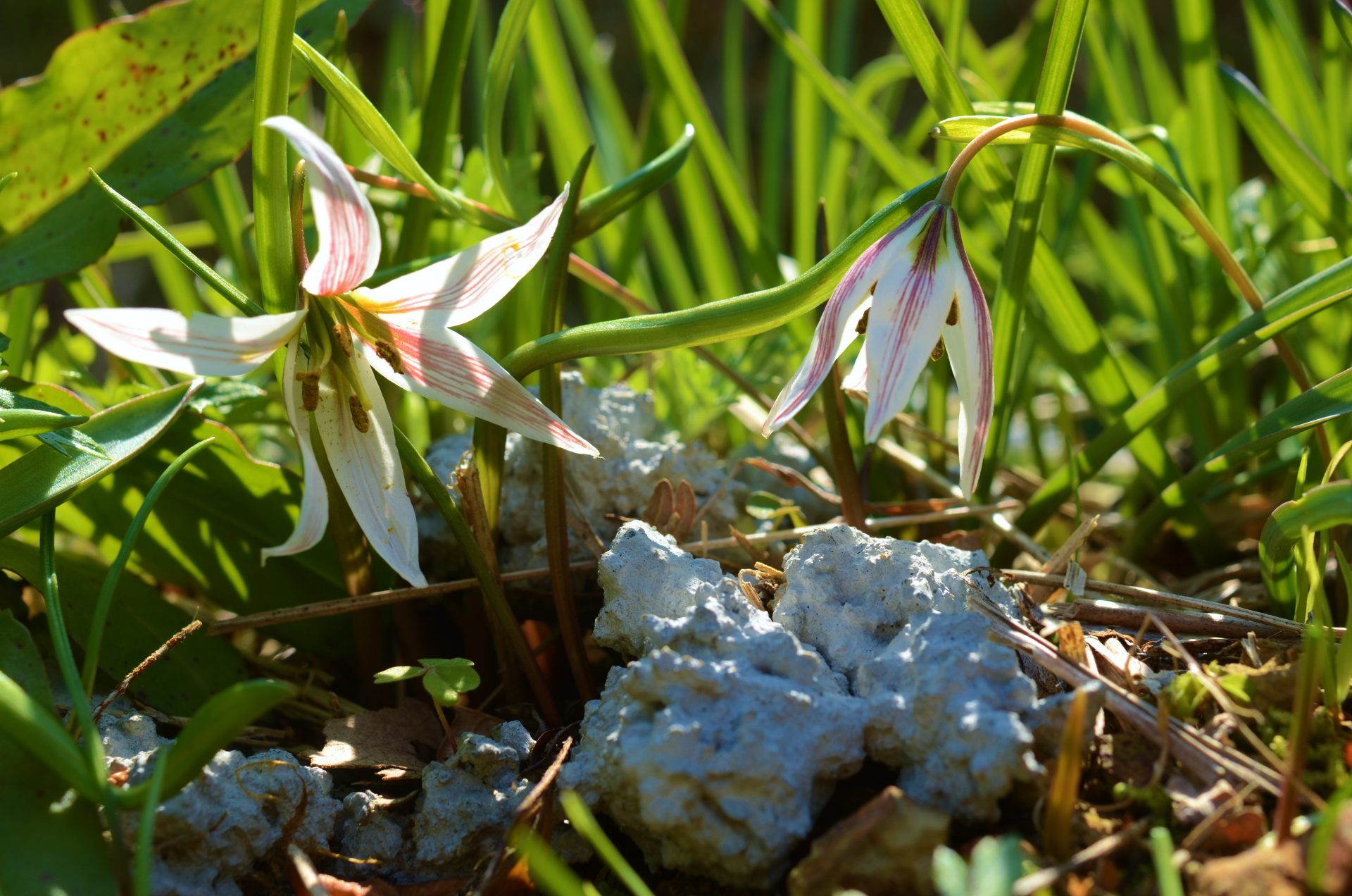 四万十川流域の百名花　アマナ