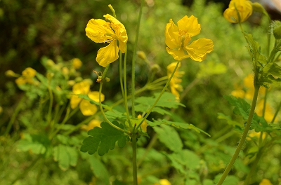 四万十川百名花　No65　クサノオウ