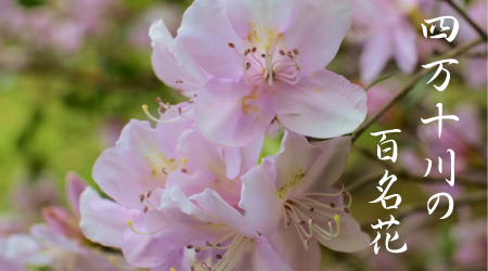 四万十川の百名花