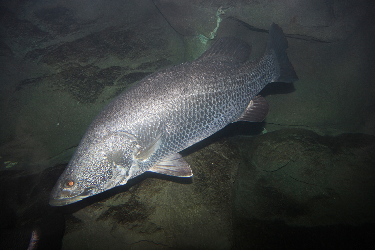 四万十川の魚　写真集