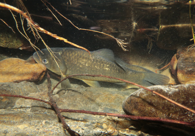 四万十川の魚　３４　オオキンブナ