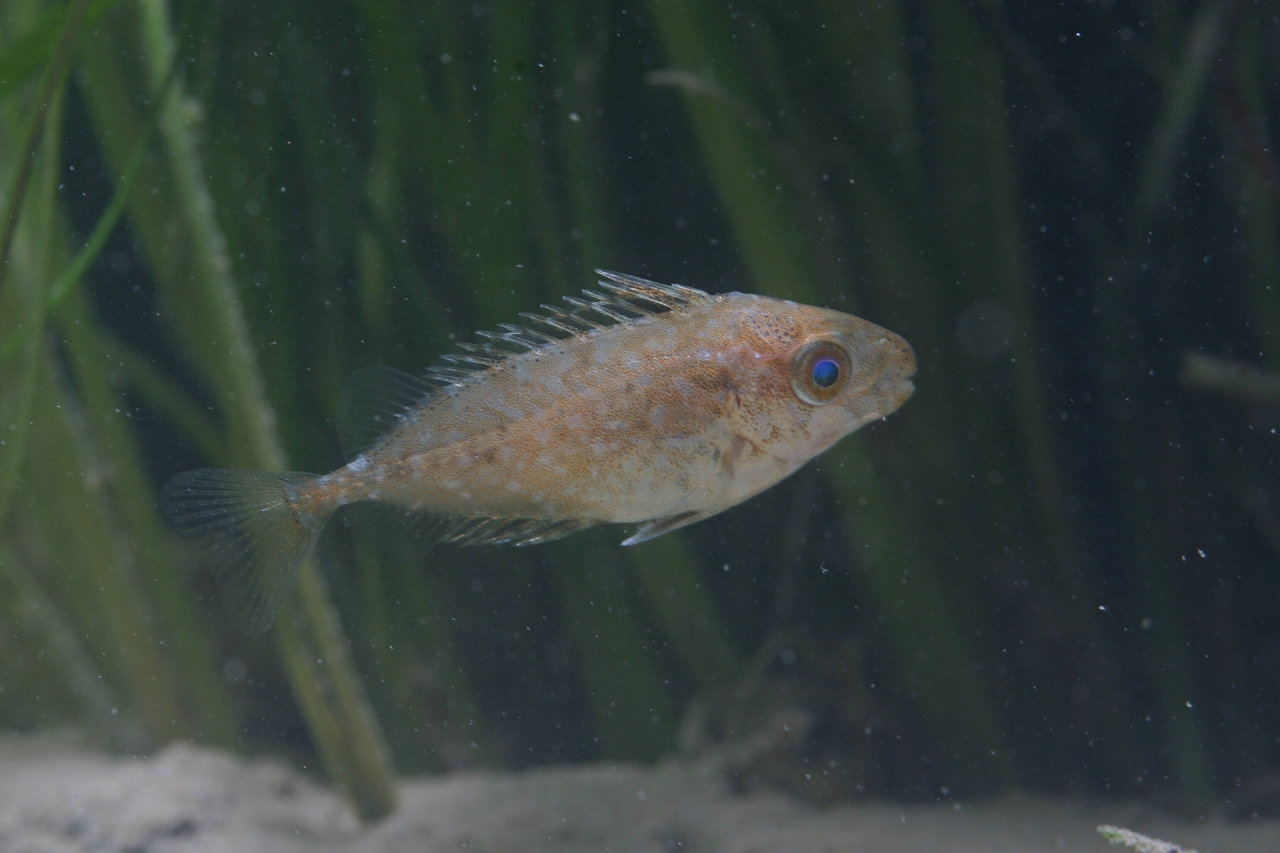 四万十川の魚　１　アイゴ