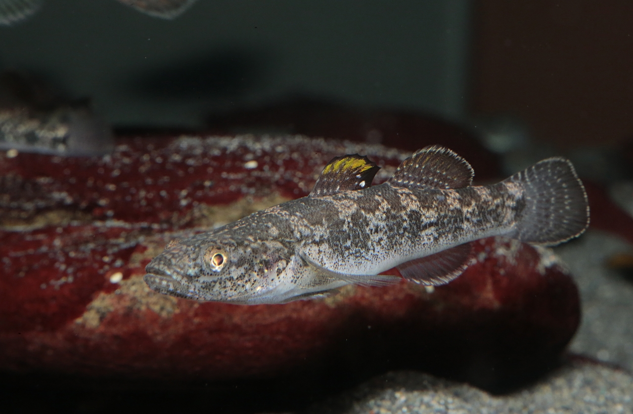 四万十川の魚　２６　ウキゴリ