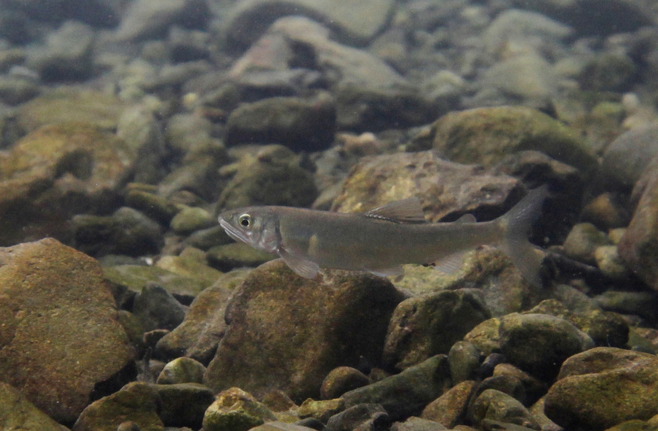 四万十川の魚　１６　アユ