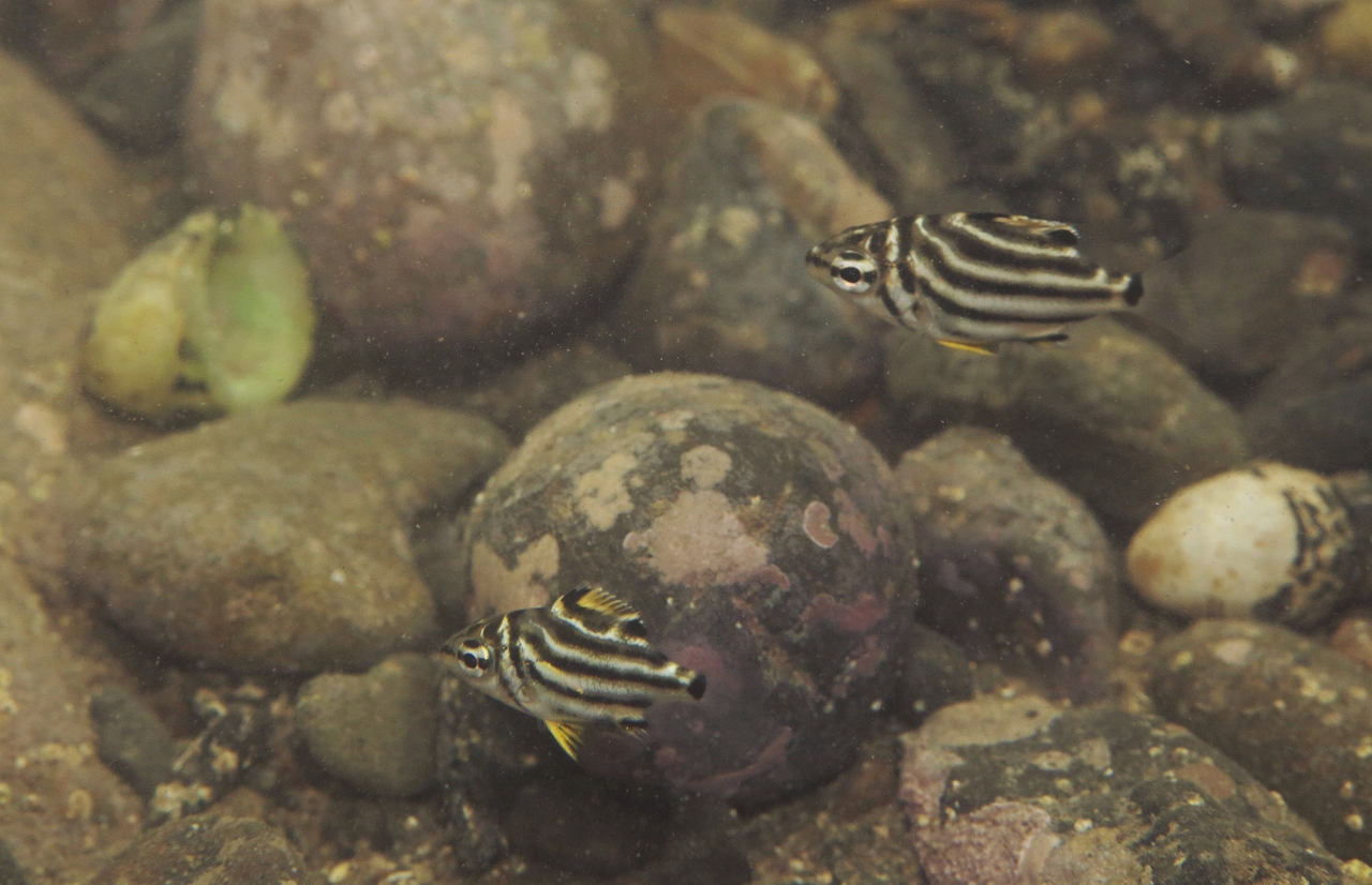 四万十川の魚　４６　カゴカキダイ