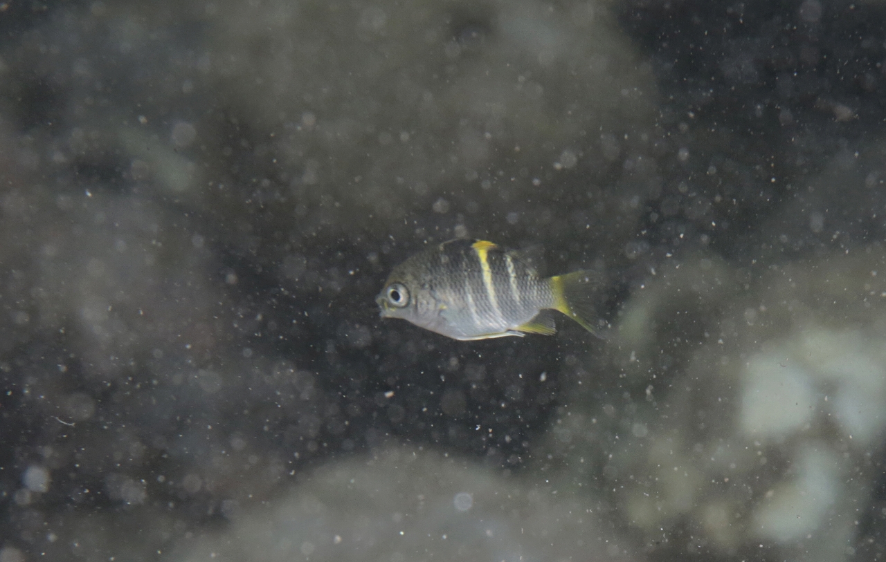 四万十川の魚　２０　イソスズメダイ