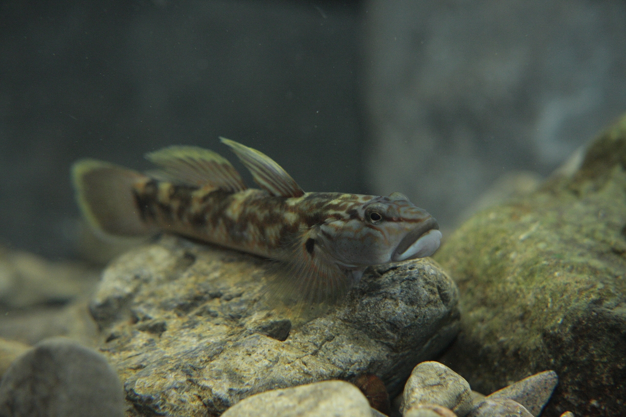 四万十川の魚 ３７ オオヨシノボリ 公益財団法人 四万十川財団