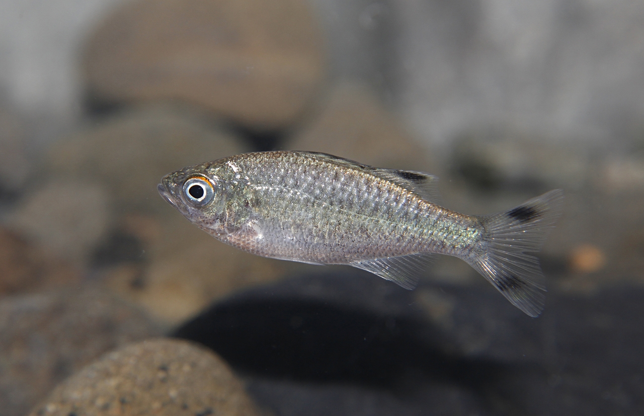 四万十川の魚　３６　オオクチユゴイ
