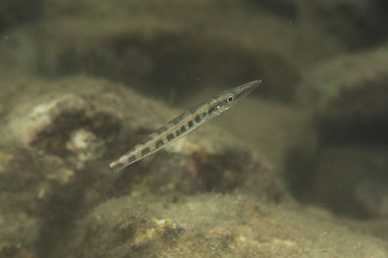 四万十川の魚　４２　オニカマス