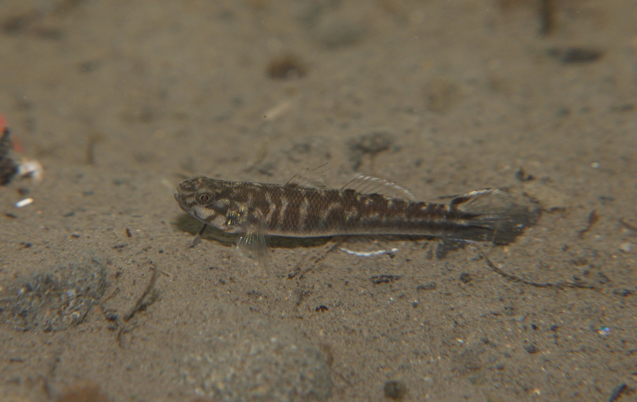 四万十川の魚　１１　アベハゼ