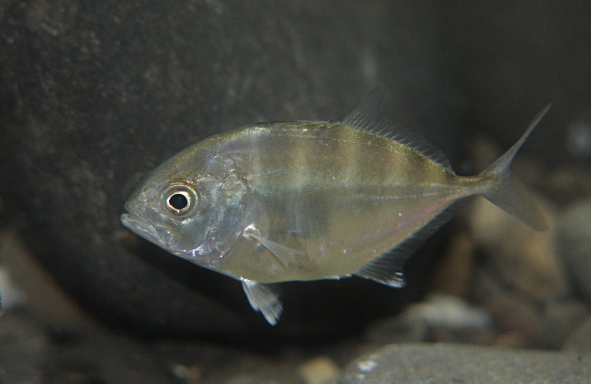 四万十川の魚 ２２２ ロウニンアジ 公益財団法人 四万十川財団