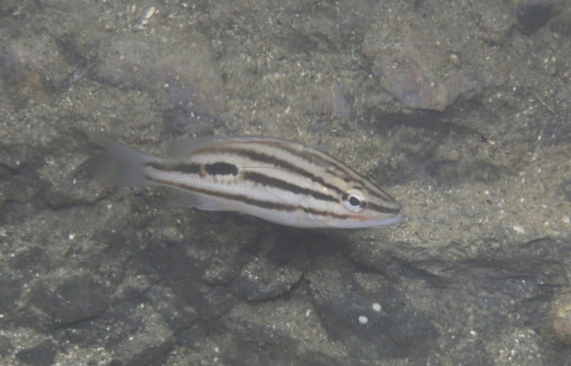 四万十川の魚　８４　クロホシフエダイ