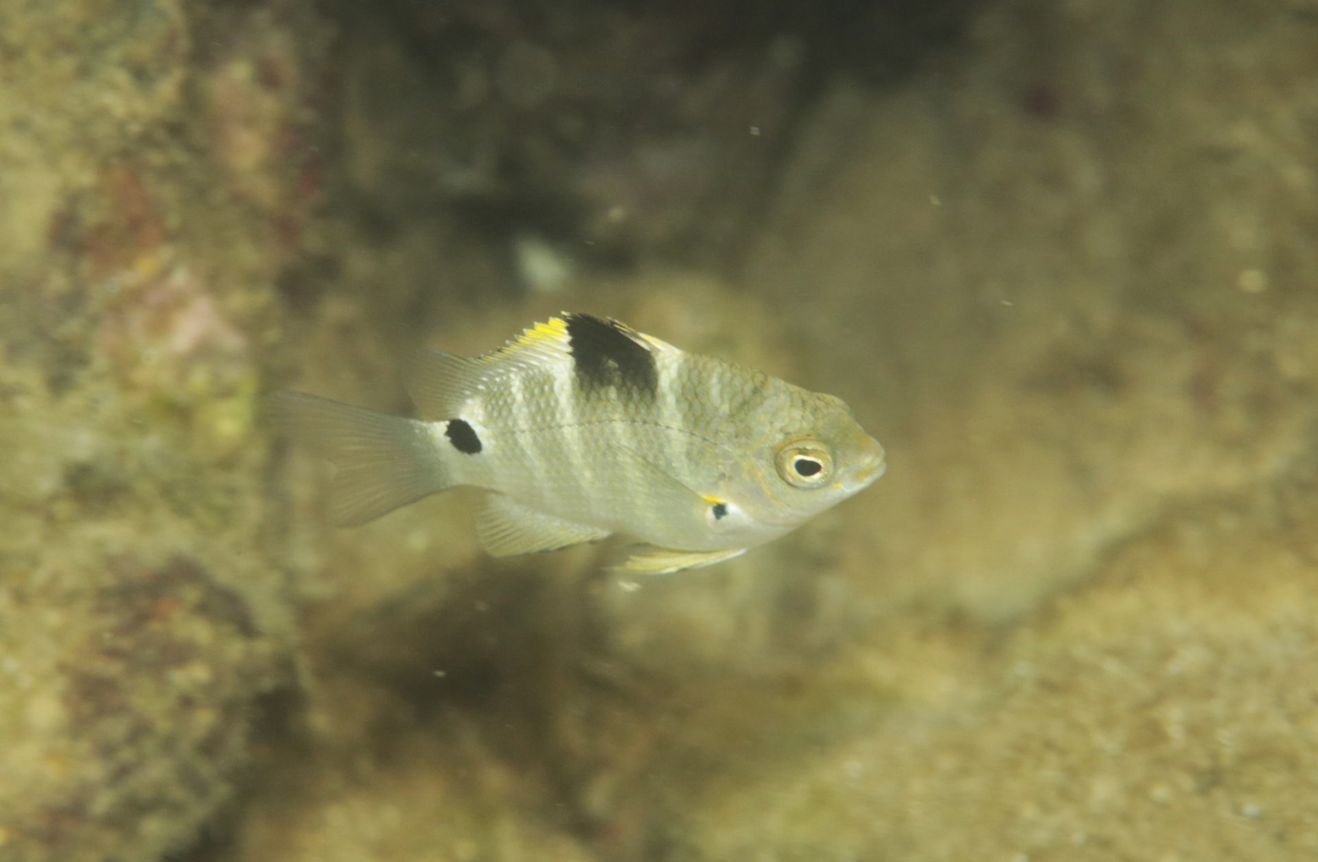 四万十川の魚　１１２　シマスズメダイ