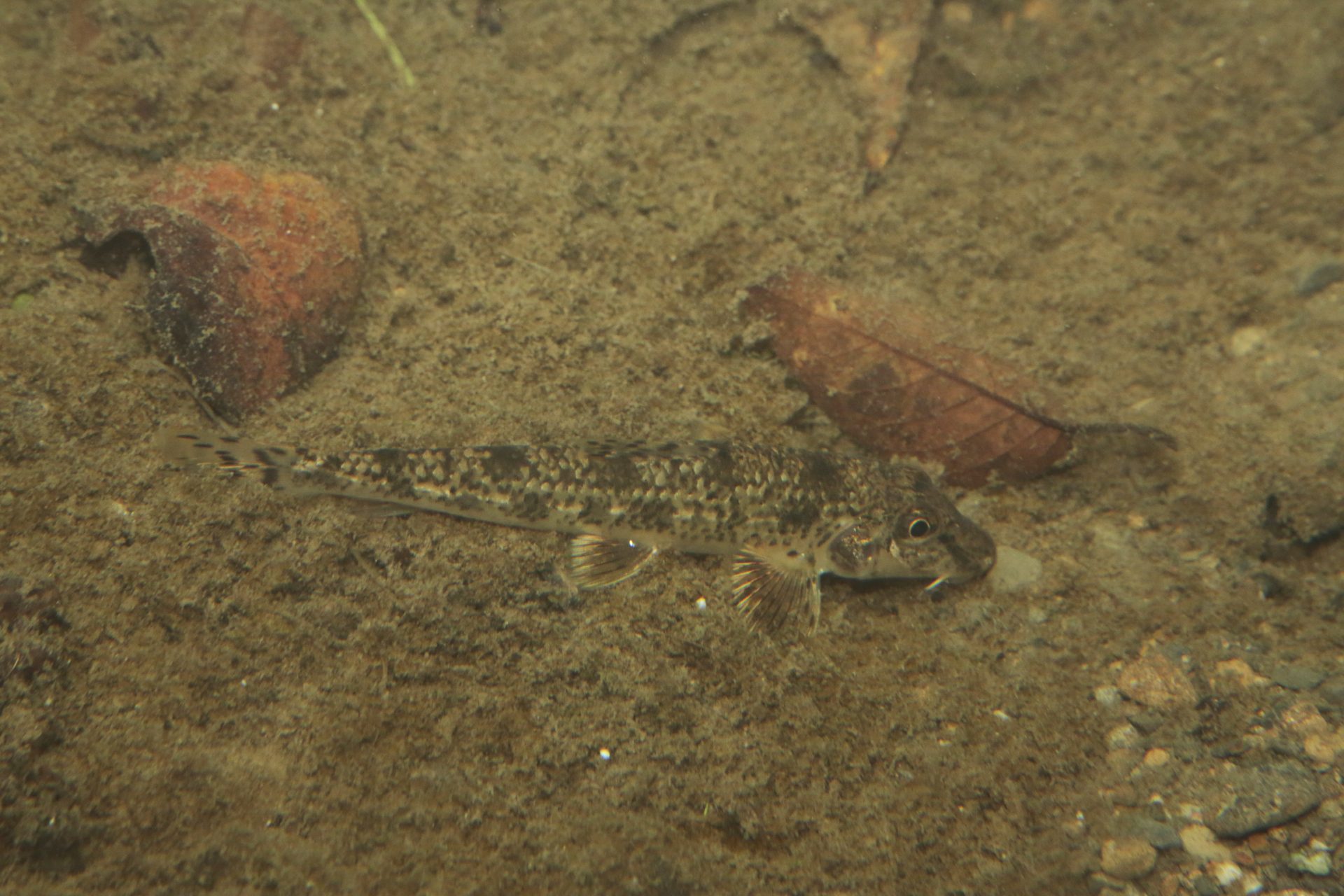 四万十川の魚　５３　カマツカ