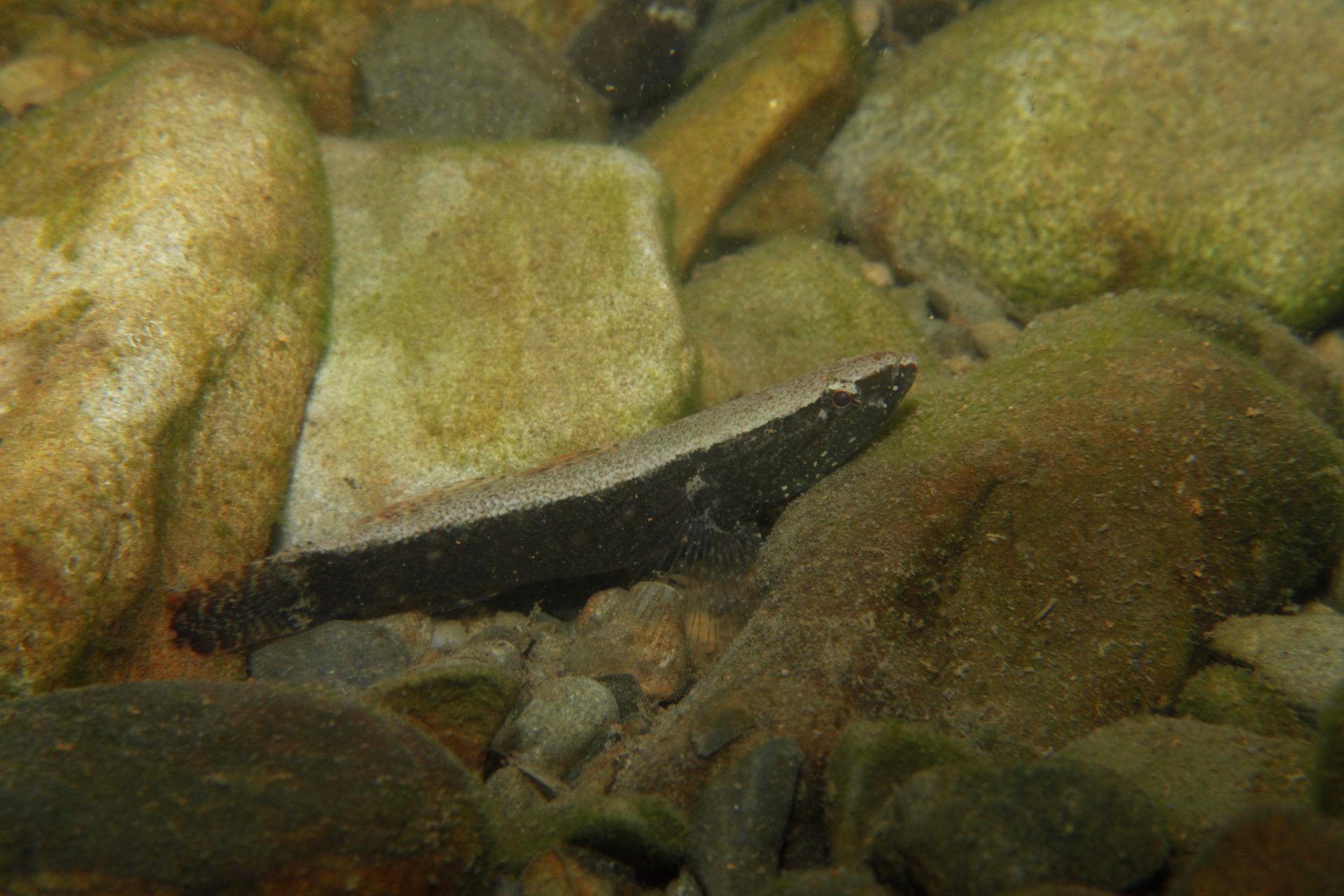 四万十川の魚　５５　カワアナゴ