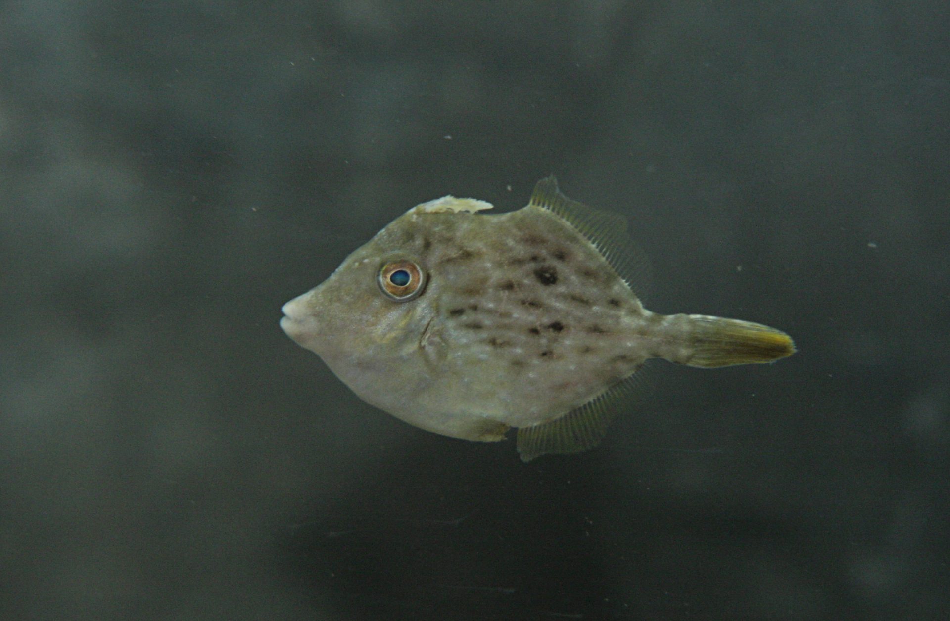 四万十川の魚　５６　カワハギ