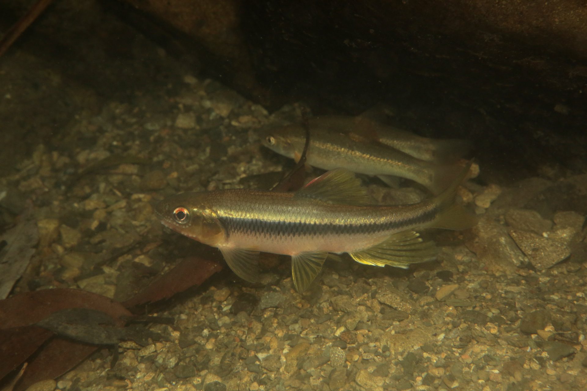 四万十川の魚　５７　カワムツ