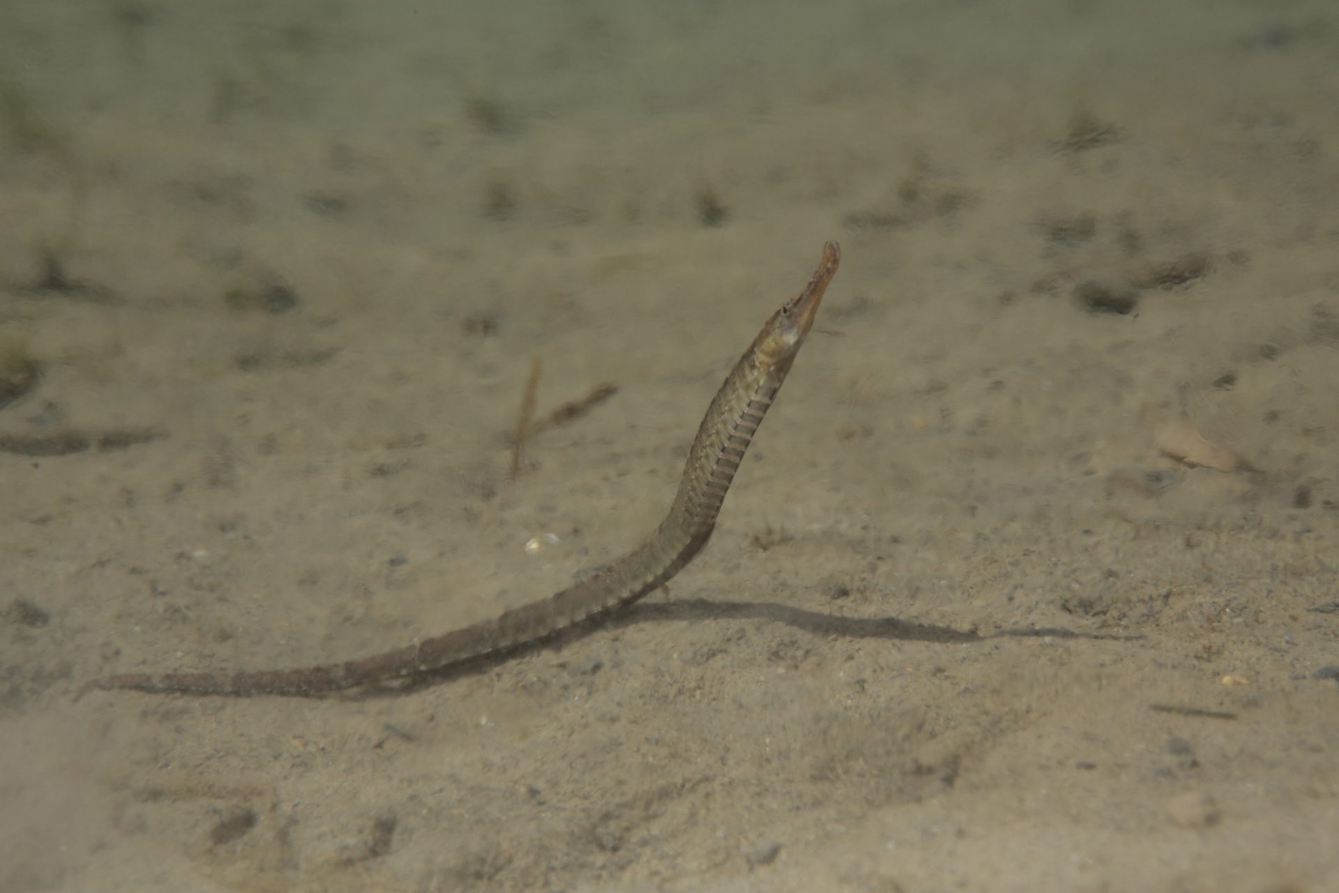 四万十川の魚　５８　カワヨウジ