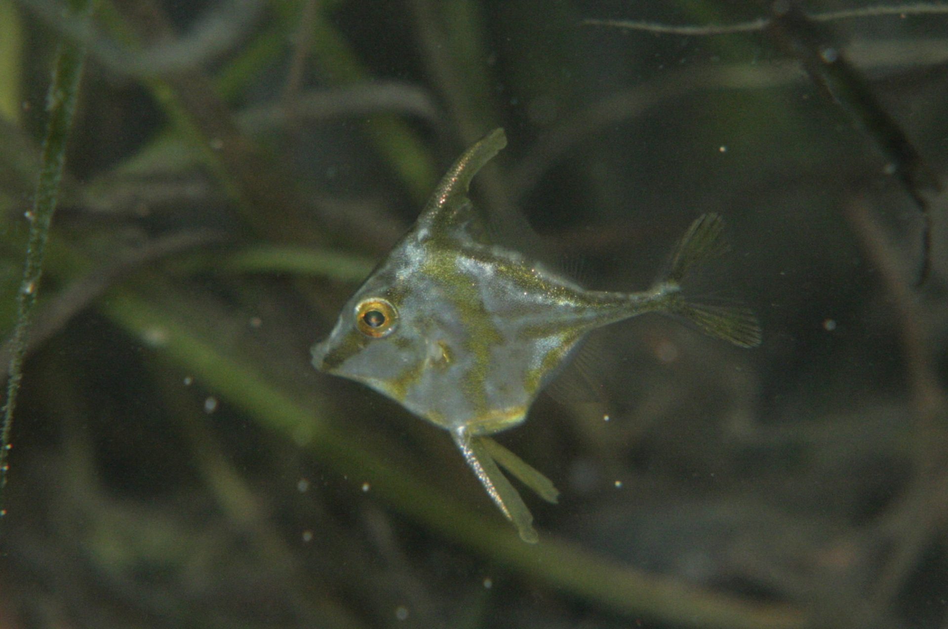 四万十川の魚　６５　ギマ