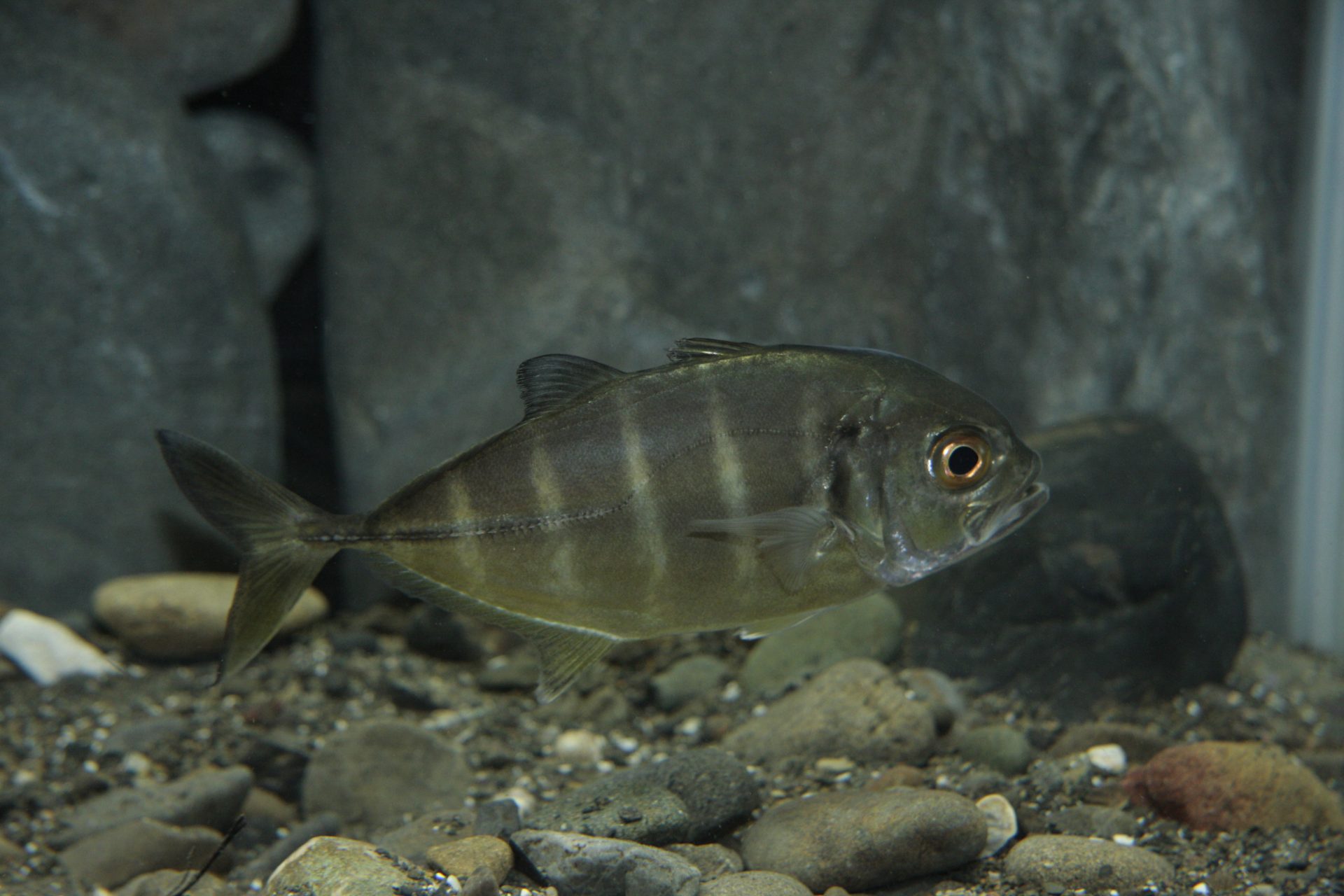 四万十川の魚　６６　ギンガメアジ