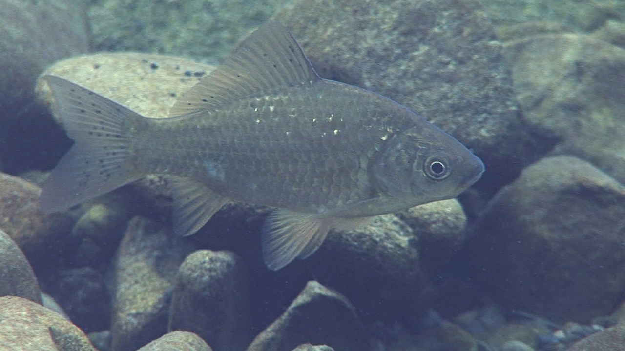 四万十川の魚　６７　ギンブナ
