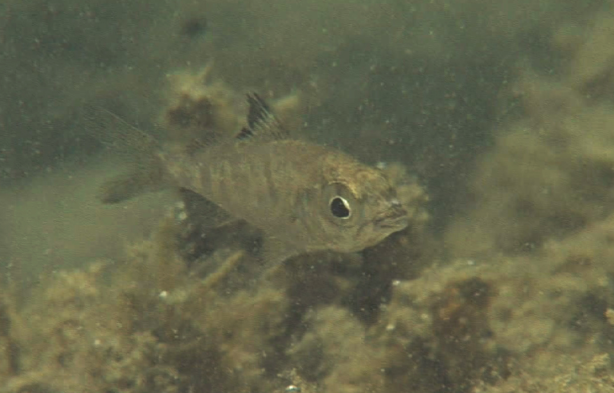 四万十川の魚　８１　クロサギ