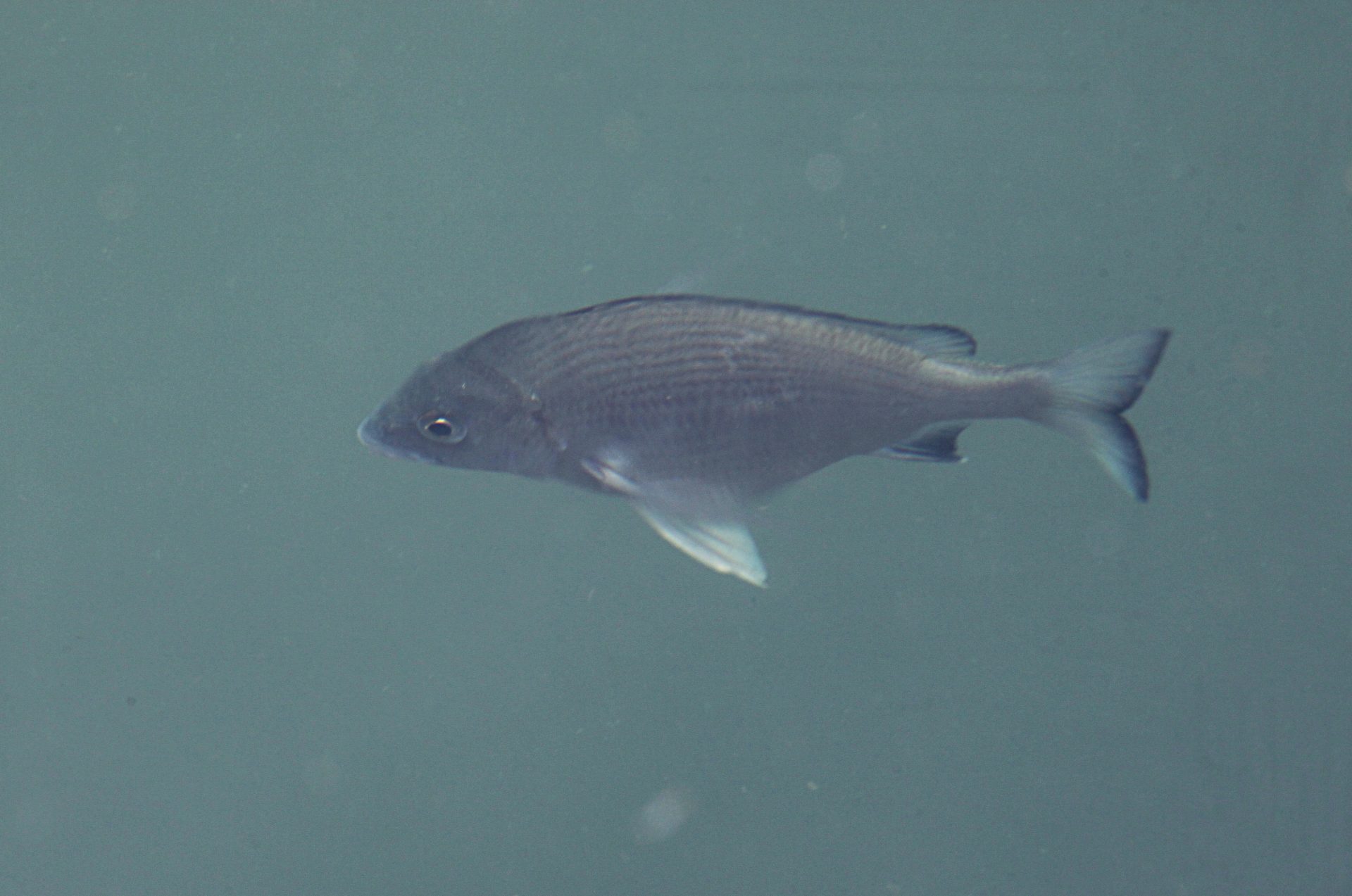 四万十川の魚　８２　クロダイ