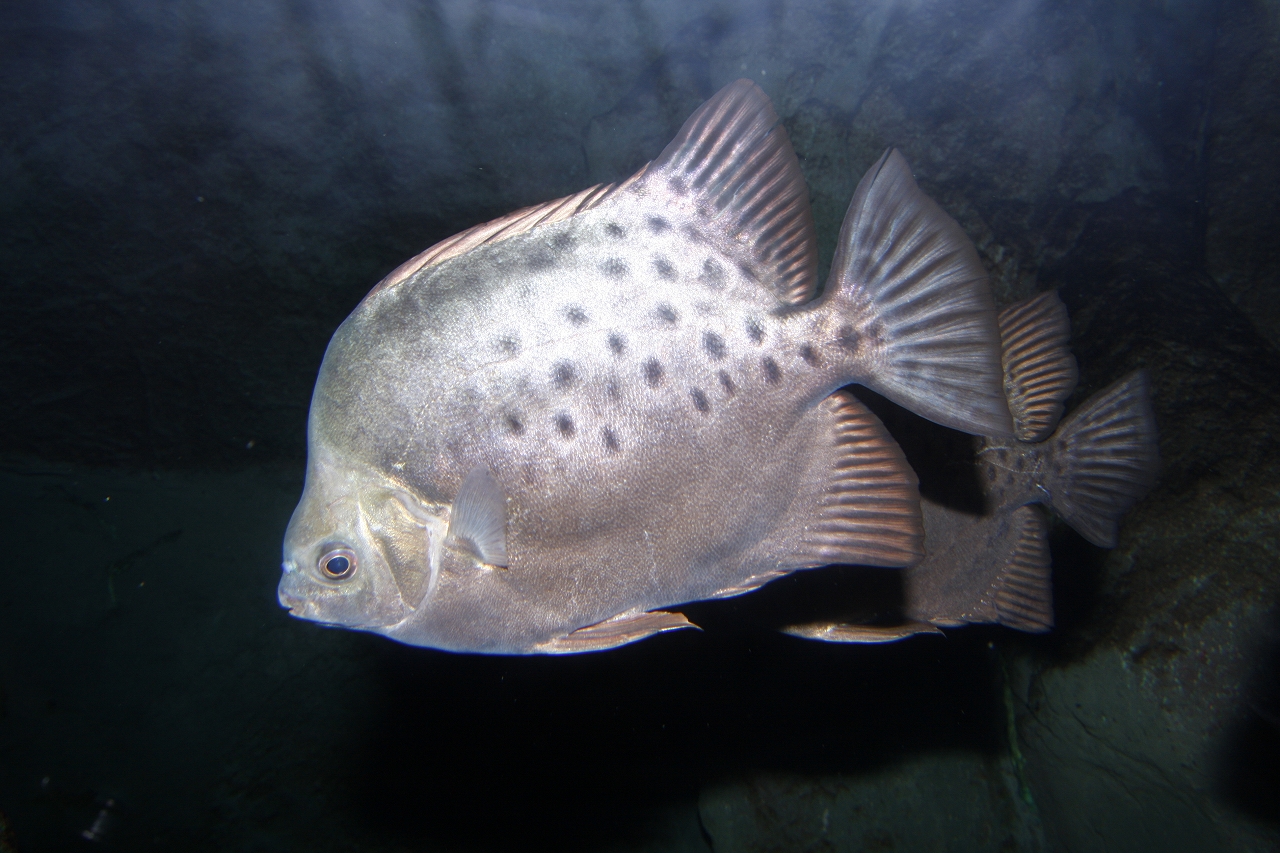 四万十川の魚　８５　クロホシマンジュウダイ