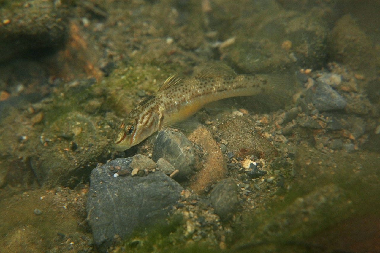 四万十川の魚　８７　クロヨシノボリ