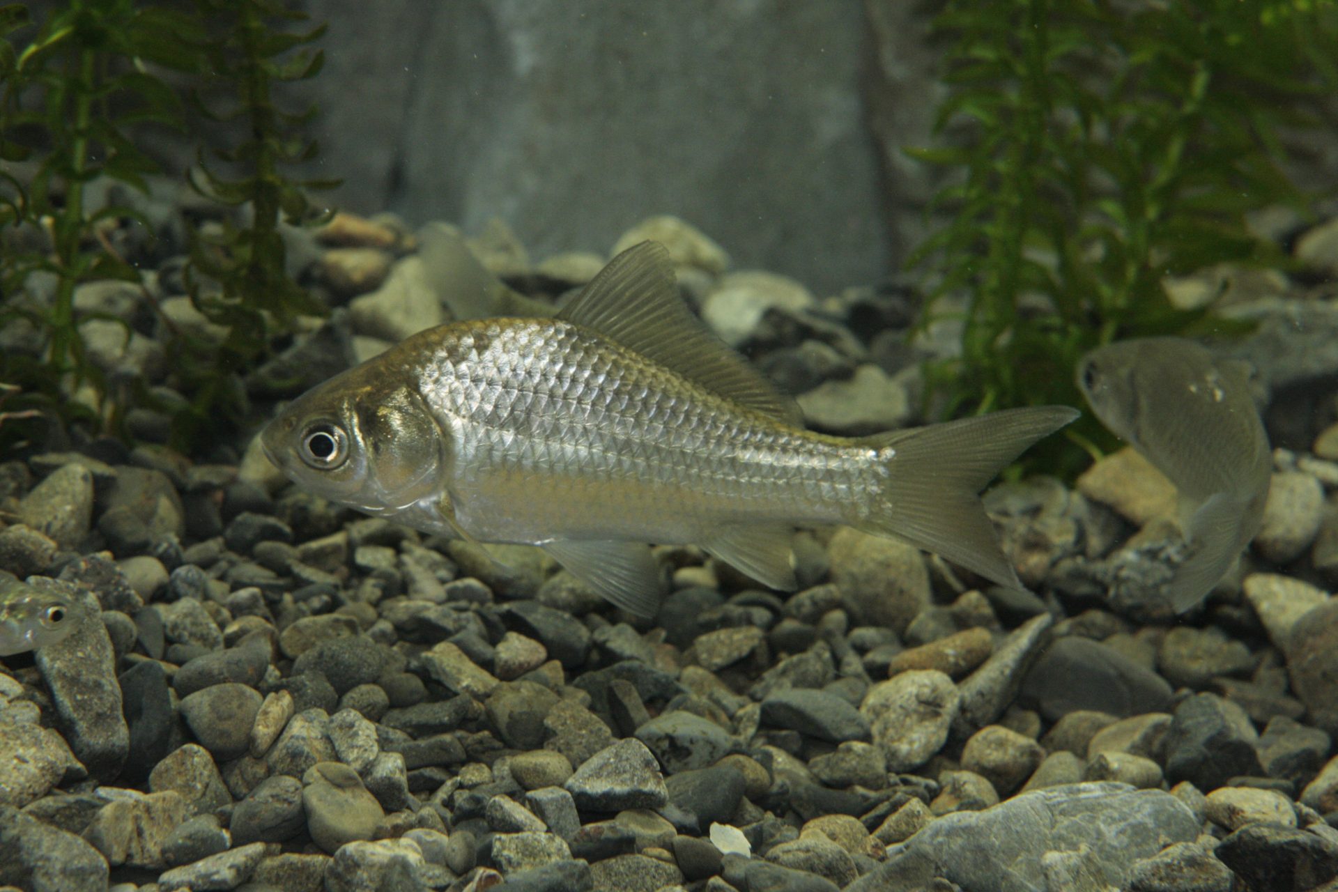 四万十川の魚 88 ゲンゴロウブナ ヘラブナ 公益財団法人 四万十川財団 四万十川の魚 88 ゲンゴロウブナ ヘラブナ 公益財団法人 四万十川財団