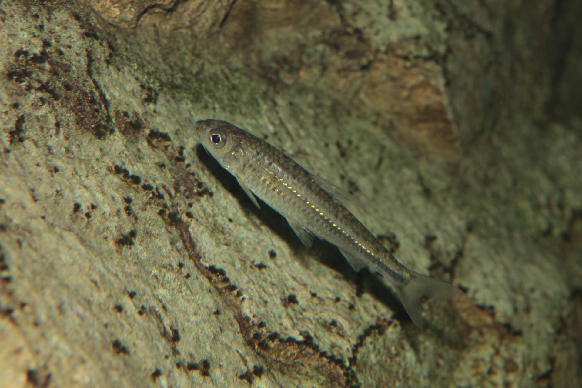 四万十川の魚　９０　コウライモロコ
