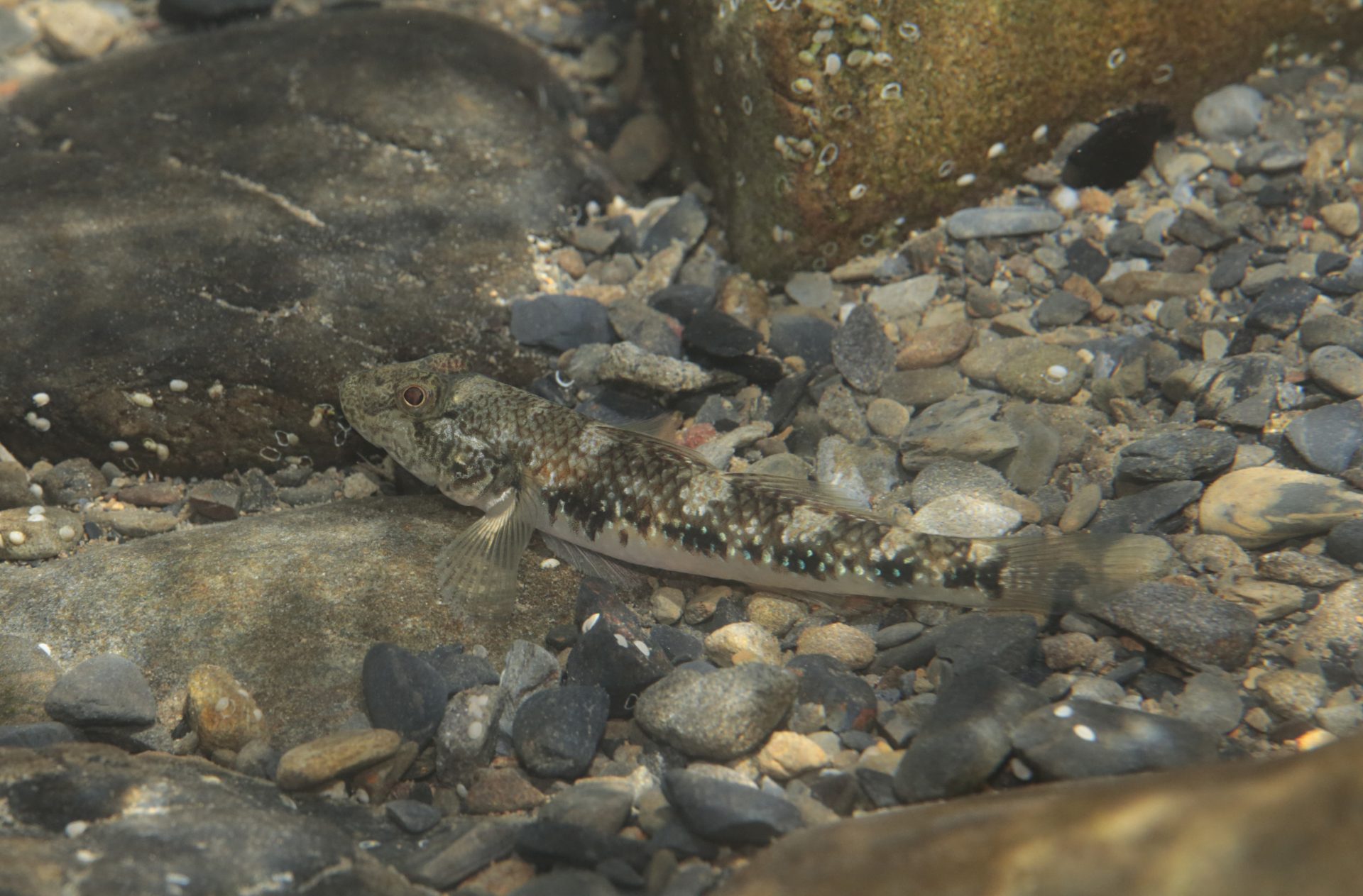 四万十川の魚　９１　ゴクラクハゼ