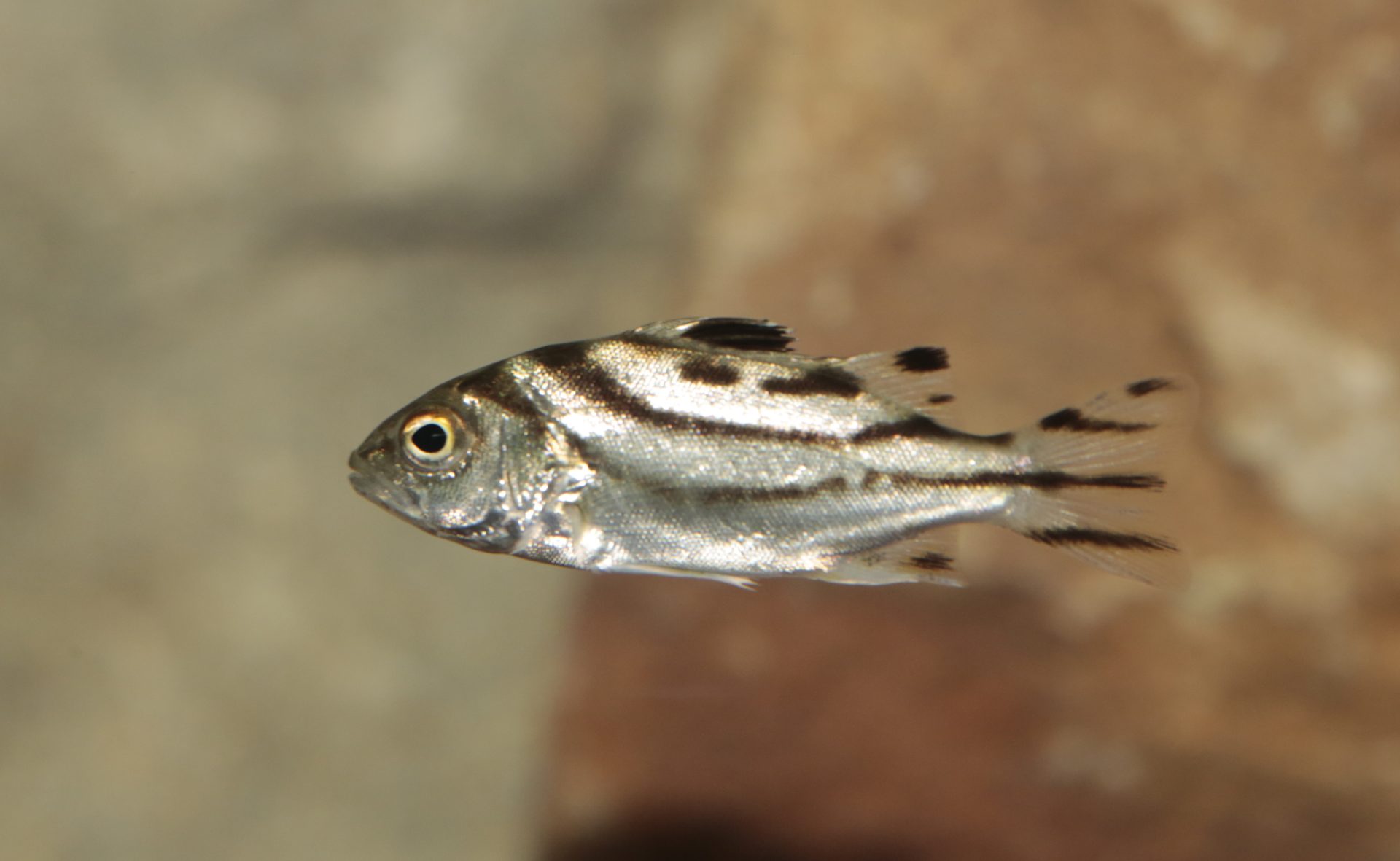 四万十川の魚　９３　コトヒキ