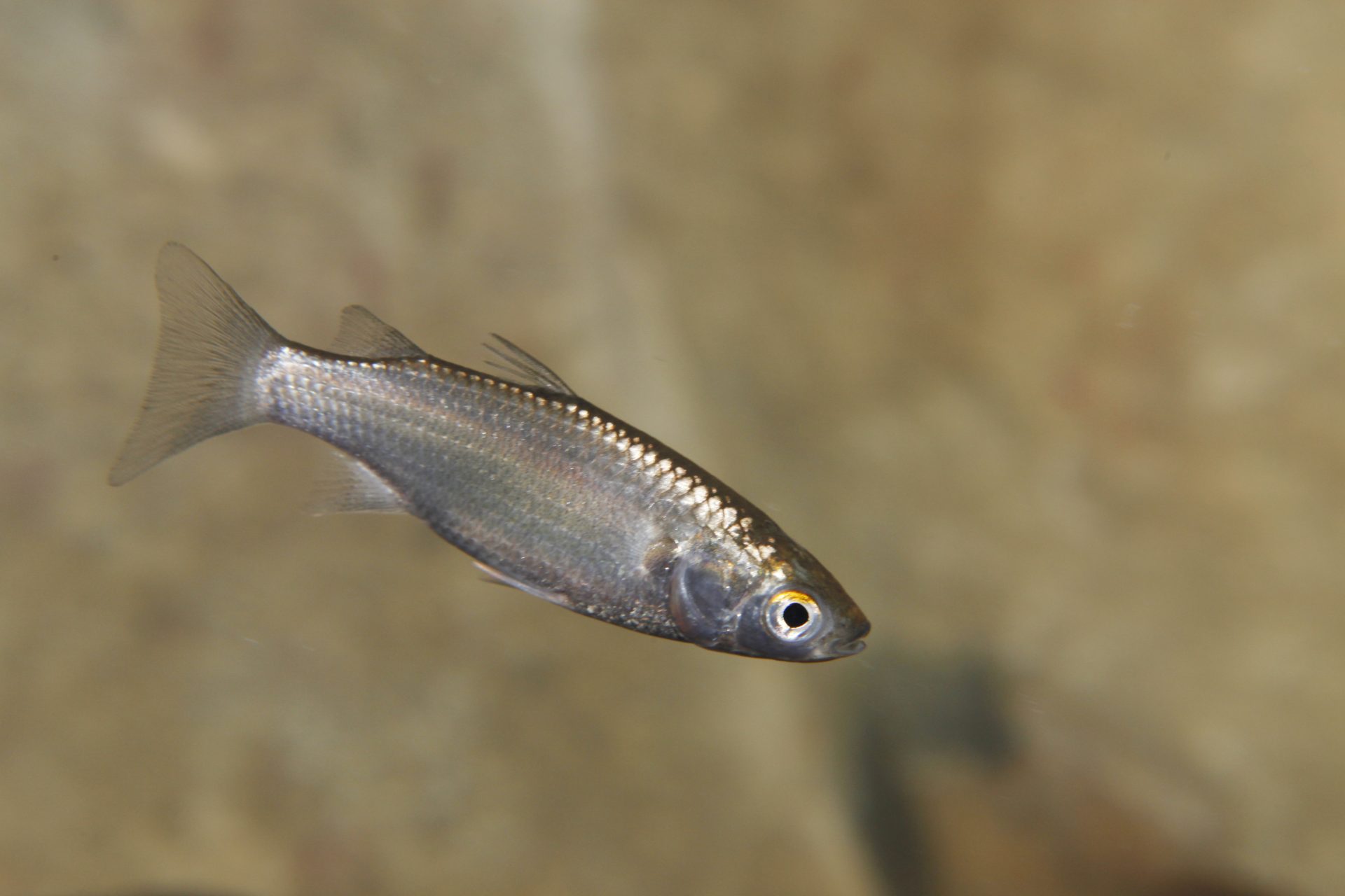 四万十川の魚　９７　コボラ