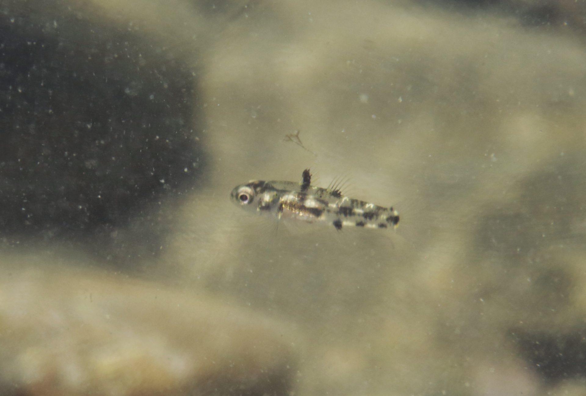 四万十川の魚 99 ゴマハゼ 公益財団法人 四万十川財団 四万十川の魚 99 ゴマハゼ 公益財団法人 四万十川財団