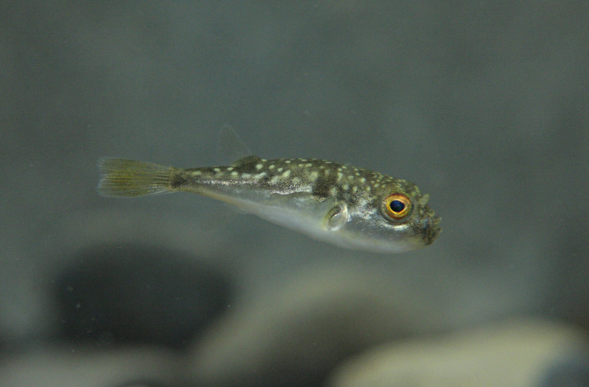 四万十川の魚　１０１　コモンフグ