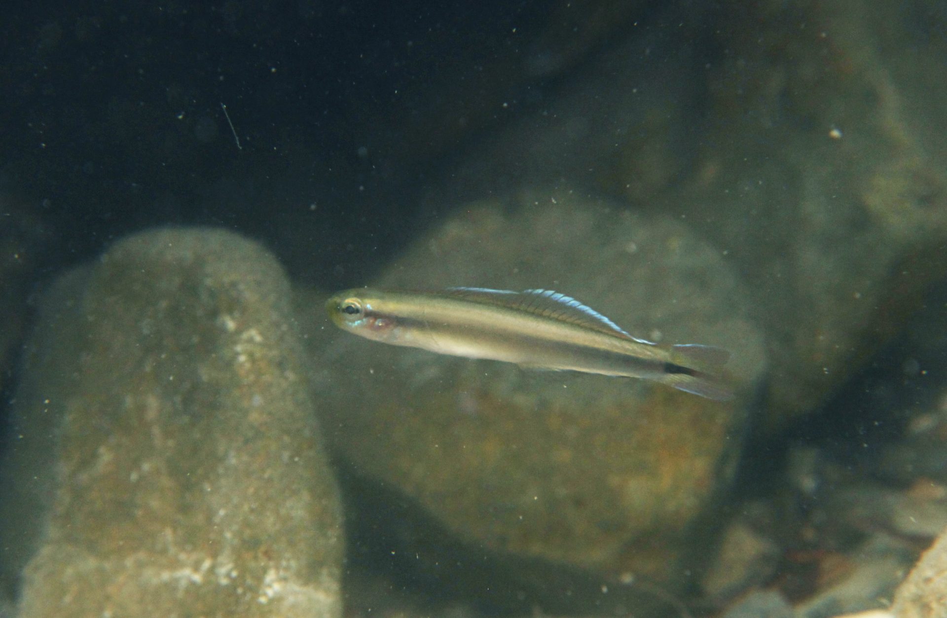 四万十川の魚　１０４　サツキハゼ