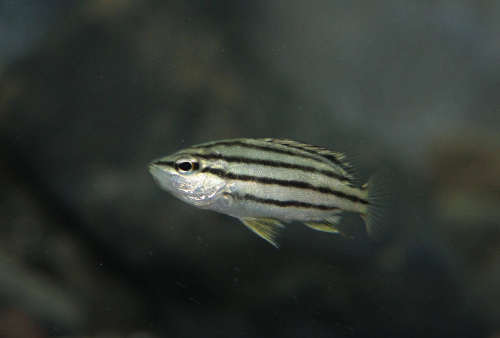 四万十川の魚　１１１　シマイサキ