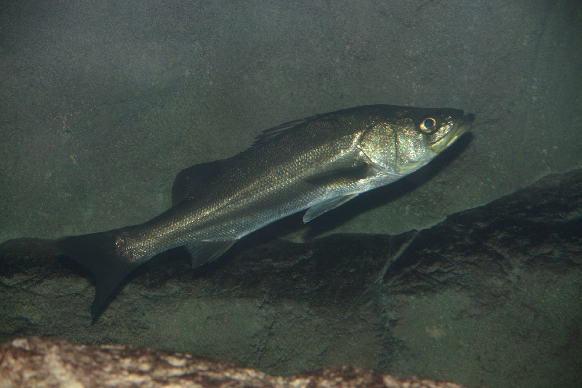 四万十川の魚 １２０ スズキ 公益財団法人 四万十川財団