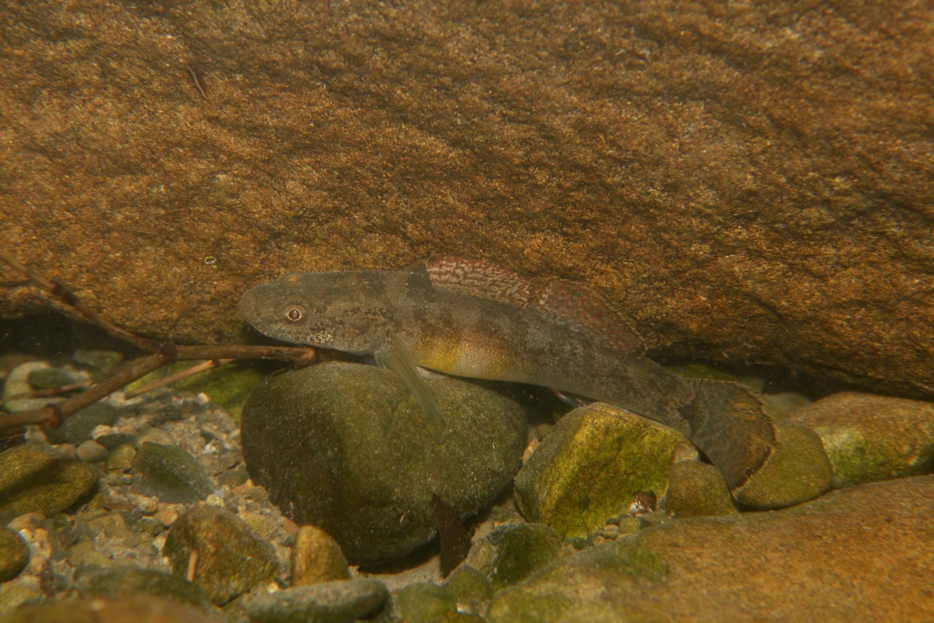 四万十川の魚　１２２　スミウキゴリ