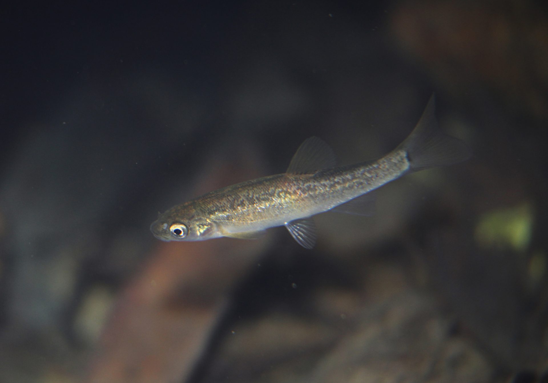 四万十川の魚　１３４　タカハヤ