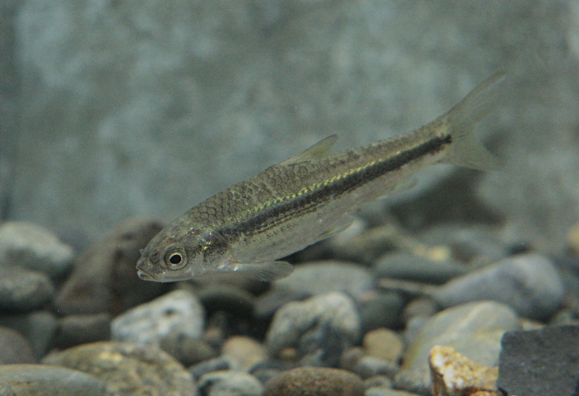 四万十川の魚　１４１　タモロコ