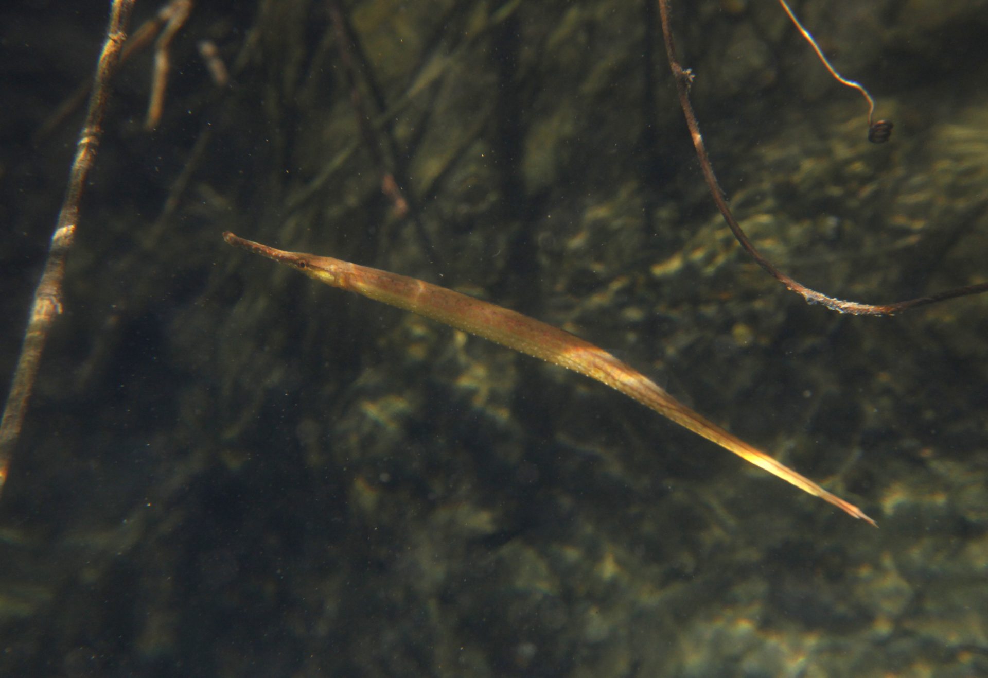 四万十川の魚　１４８　テングヨウジ