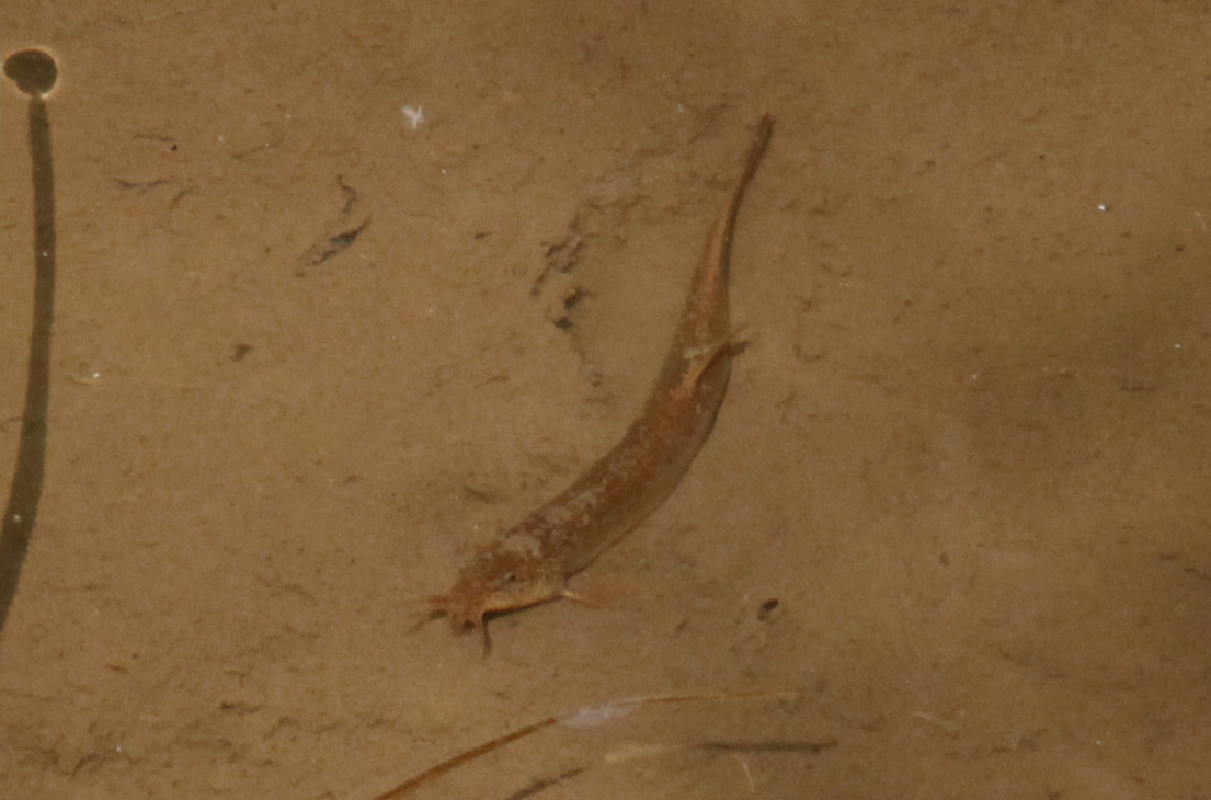 四万十川の魚　１５３　ドジョウ