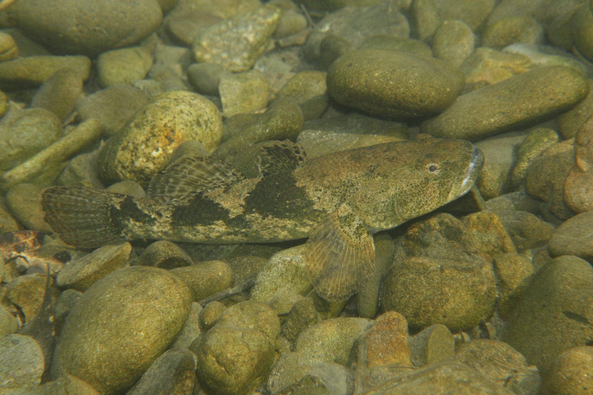 四万十川の魚 １５６ ドンコ 公益財団法人 四万十川財団