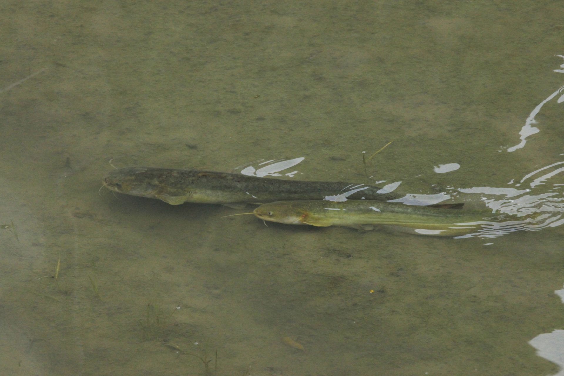 四万十川の魚 １５８ ナマズ 公益財団法人 四万十川財団