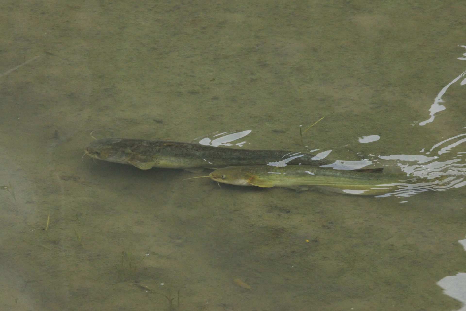 四万十川の魚　１５８　ナマズ